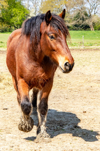istock French draught horse seen from the front 1146449978