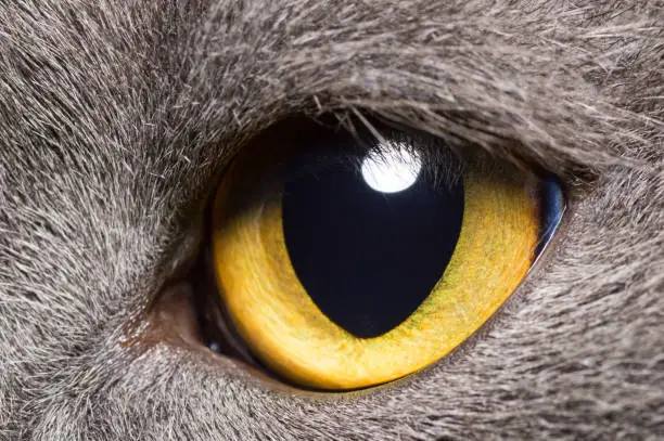 Photo of Yellow eye of a grey British cat closeup