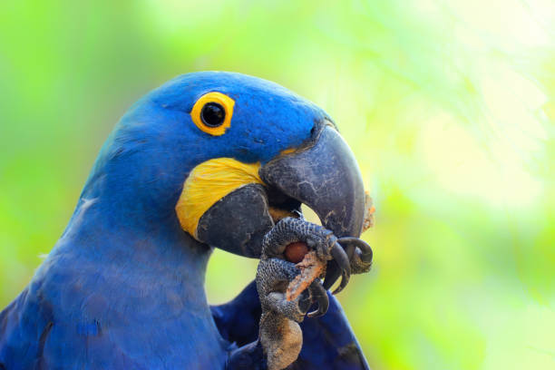 istock Detail parrot ara hyacinth 1146453769