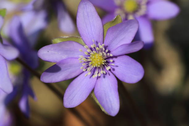 istock flower of  liverleaf in spring 1146456259