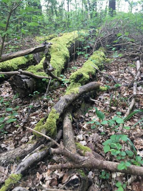 istock Woodland fallen trees covered in moss 1146457244