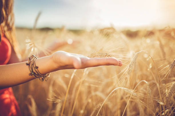 istock A young woman holds wheat in her hand. 1146457270