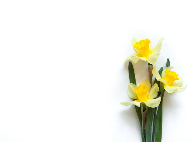 fleurs de narcisse jaune - daffodil bouquet isolated on white petal photos et images de collection