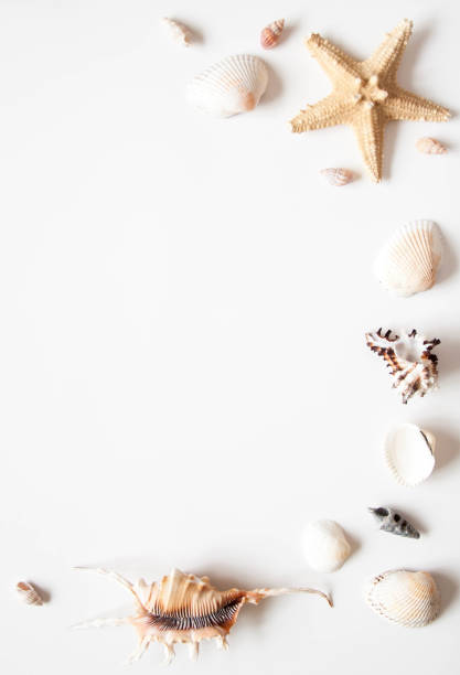 istock White light background with seashells and sea stars for the site frame for text. 1146460410