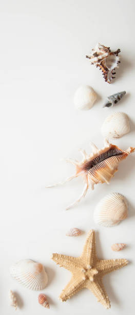 istock White light background with seashells and sea stars for the site frame for text. 1146460424