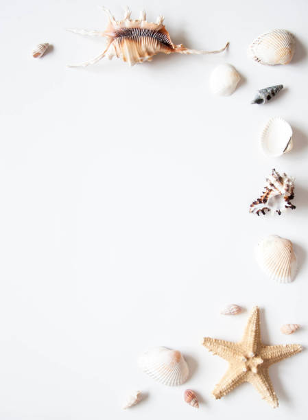 istock White light background with seashells and sea stars for the site frame for text. 1146460425