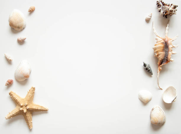istock White light background with seashells and sea stars for the site frame for text. 1146460427