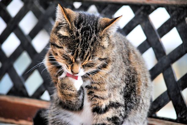 Cute Capture of a Cat Cleaning Her Paw -   She is Doing Her Grooming After Her Meal