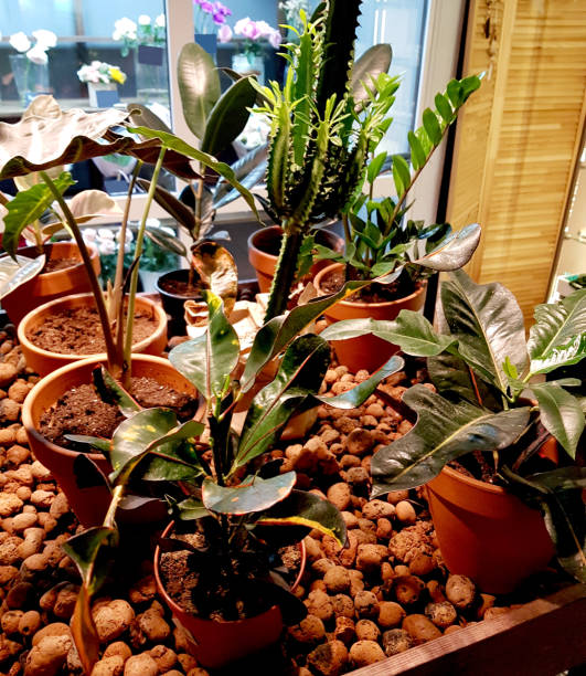 istock Urban jungle. Light coloured interior filled with indoor plants. 1146463045