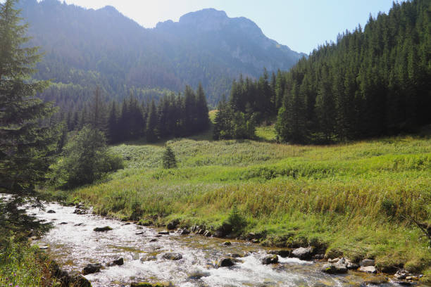 istock A mountain stream in the Koscieliska valley on a summer sunny day 1146463085
