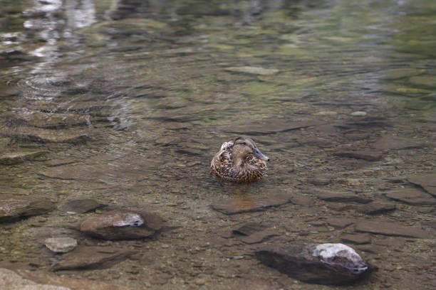 A wild duck on a lake