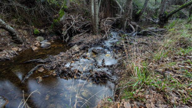 istock creek in extremadura, spain 1146464309