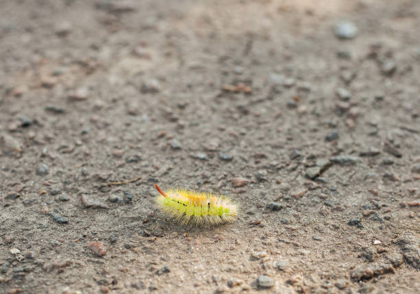 Image of Hairy caterpillar on a white background. Insect. Worm. Animal.