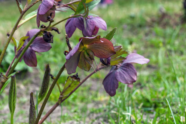 Pink Hellebore flowers growing in spring garden