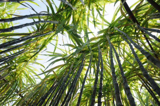 istock sugarcane plants in growth at field 1146468152