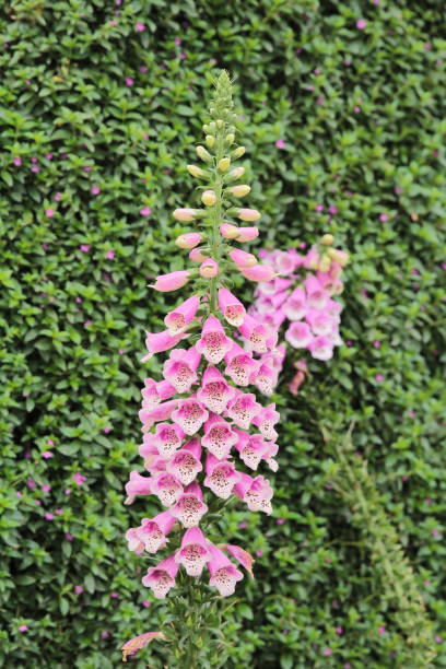 common foxglove flowers in natural vegetation ambiance