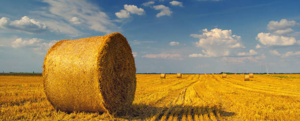 istock Haystacks on the agricultural field after harvest 1146471572