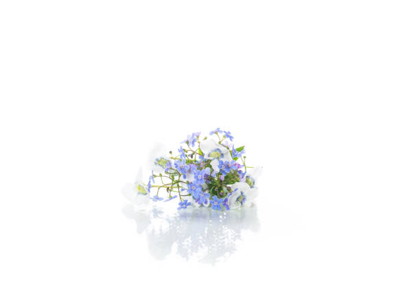 istock spring small white and blue flowers isolated on white 1146472745