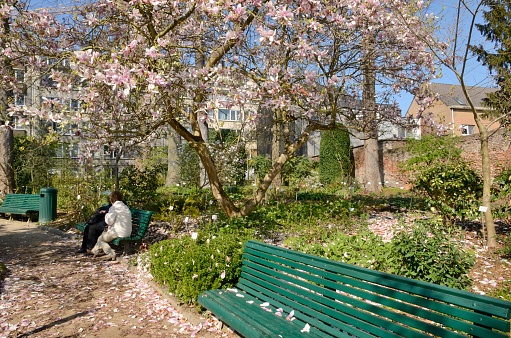 Leuven, Belgium - April 1, 2019: Women at green bench at the  shadow of great tree with pink flowers in  the botanical garden in Leuven, Belgium.