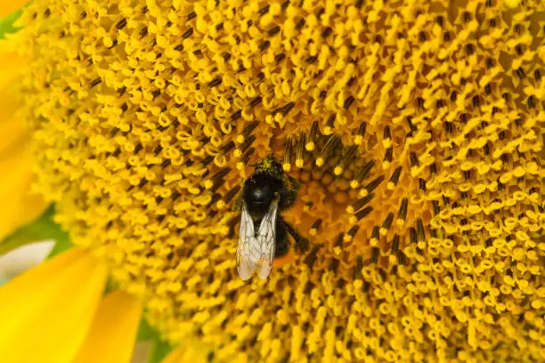 Bumblebee collecting nectar from a beautiful yellow sunflower. Ecology, environment and gardening concept.