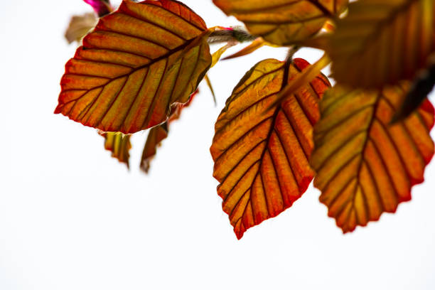 Spring nature leaves color awakening isolated art flora summer branch garden hobby