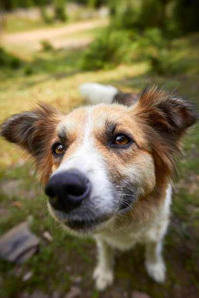 istock Brown and white dog on green grass 1146476898