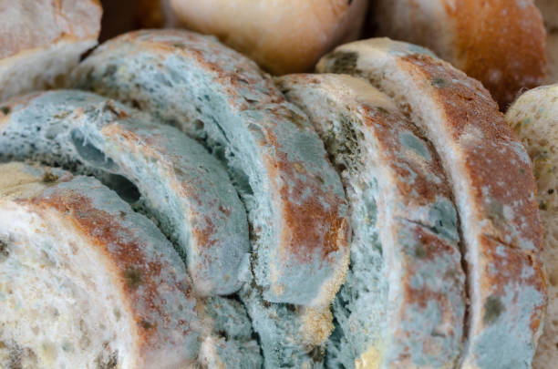 Moldy bread slices Moldy bread slices on wooden cutting board.Moldy inedible food. mildew stock pictures, royalty-free photos & images