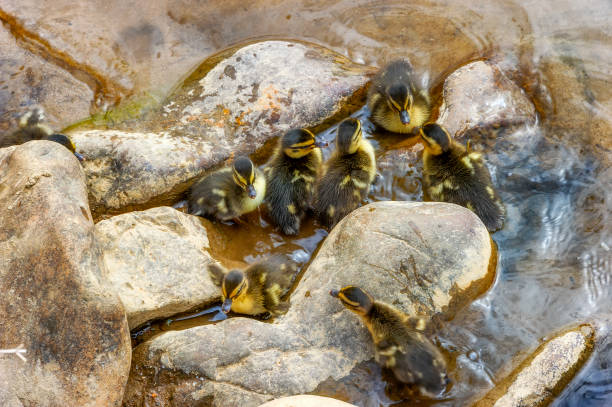 istock Ducklings gathered in rocks on the edge of a river 1146479607