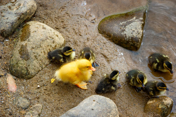 istock Large yellow duckling joins smaller mallard ducklings 1146479658