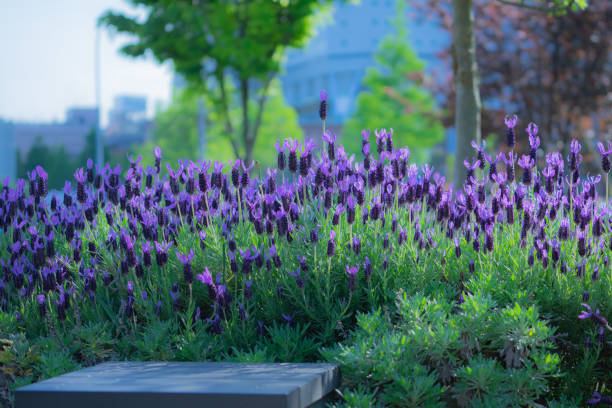 istock Colorful Flowers at Yokohama 1146479709