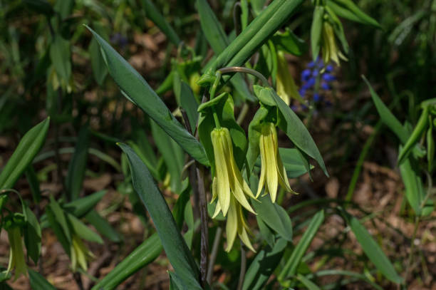 bellwort au début du printemps. - colchicaceae photos et images de collection