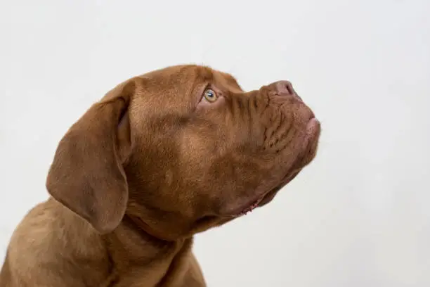 Cute french mastiff puppy isolated on a white background. Bordeaux mastiff or bordeauxdog. Five month old. Pet animals.