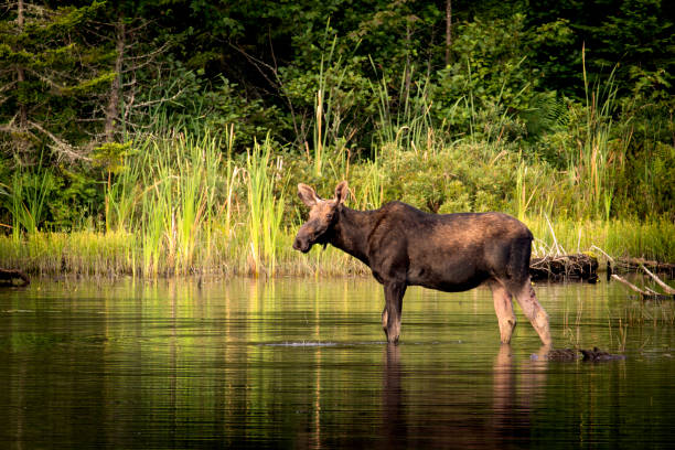 ブルムースウォッチング - maine moose ストックフォトと画像