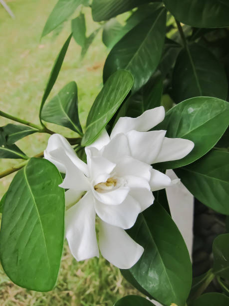 istock A Messy Looking Gardenia or Cape Jasmine Flower 1146484063