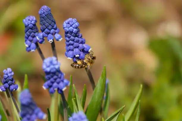 Common grape hyacinth botryoides in full bloom.