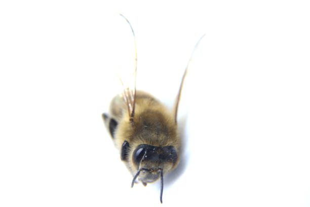 Bee on chamomile.