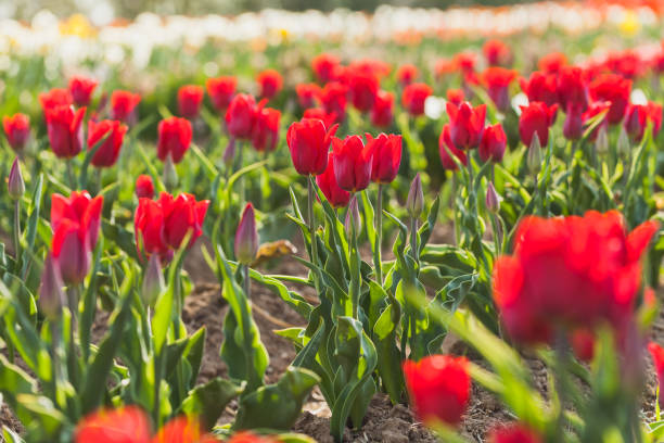 istock tulips field agriculture in holland 1146486788