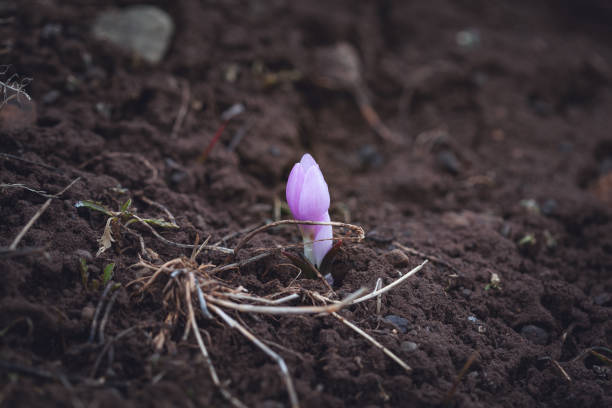 istock a group of crocuses in mountain 1146488292