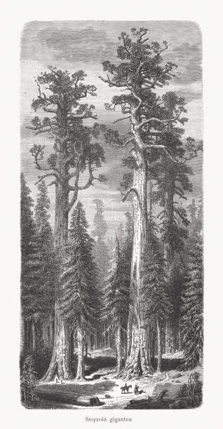 ilustrações, clipart, desenhos animados e ícones de redwoods (sequoiadendron giganteum) em califórnia, eua, gravura em madeira, publicado 1897 - sequoia national forest