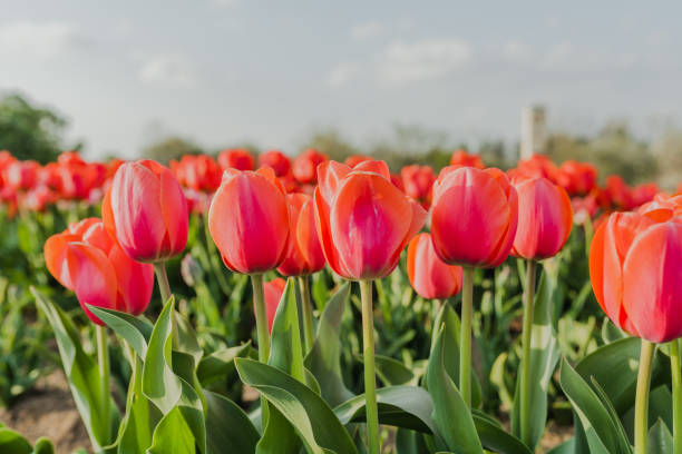 istock tulips field agriculture in holland 1146488900