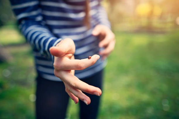 A little ladybug / ladybird walks in a child's hand in the sunshine. Sign of spring.
