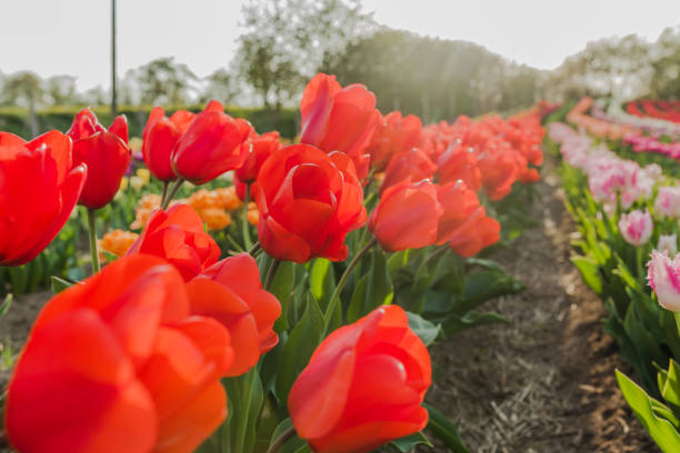 istock tulips field agriculture in holland 1146490243