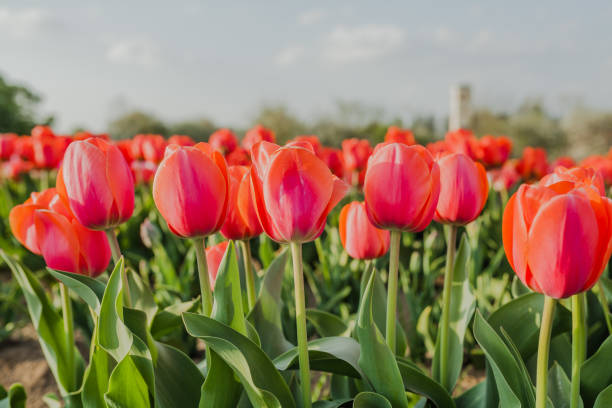 istock tulips field agriculture in holland 1146490324