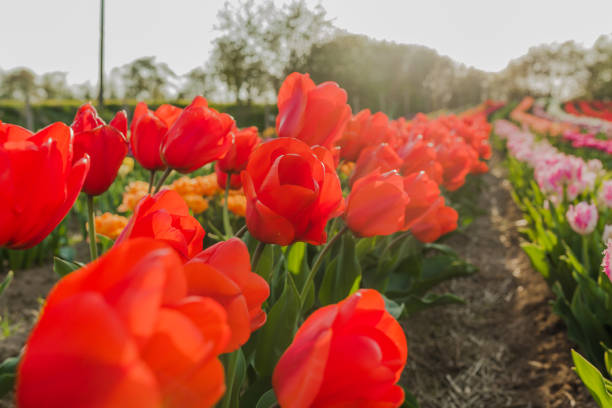 istock tulips field agriculture in holland 1146490730