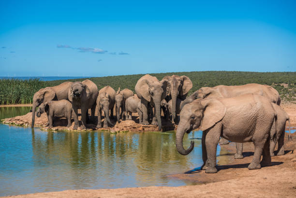 istock Elephant’s herd at water hole, South Africa 1146491680