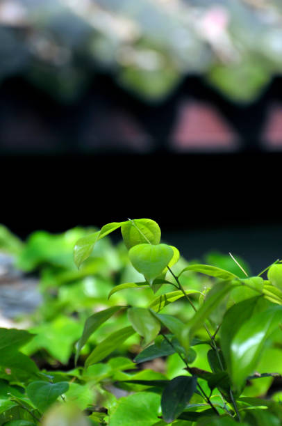 istock Green leaf in sunlight with blurred ancient Chinese traditional building background 1146491705