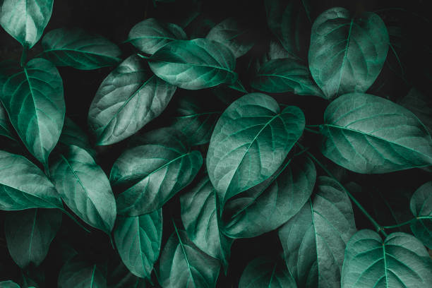 istock tropical green leaves 1146491844