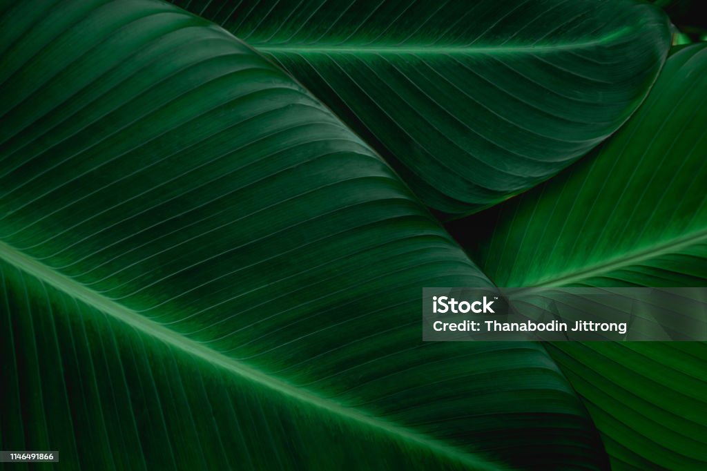 녹색 바나나 잎 - 로열티 프리 잎 스톡 사진