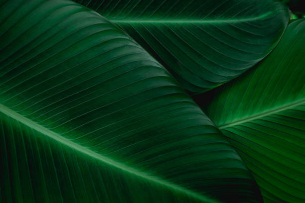 green banana leaf stock photo
