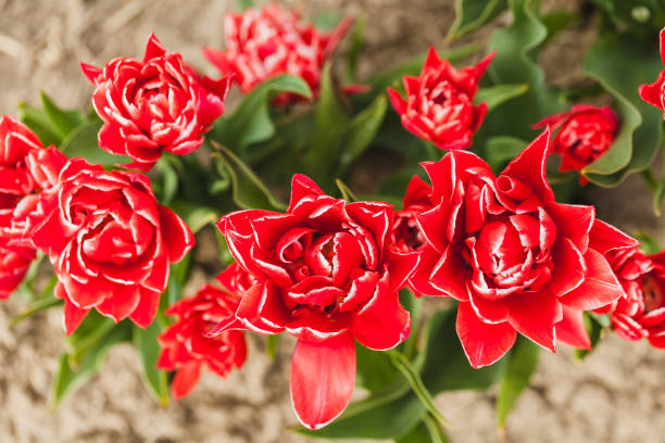 istock tulips field agriculture in holland 1146492087